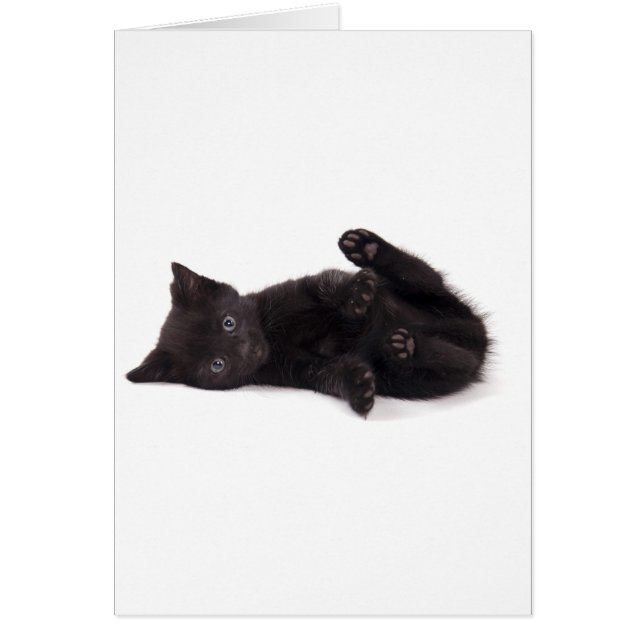 black kitten (Frente)