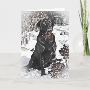 Black Lab, tarjeta en blanco