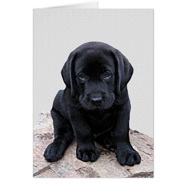 Black Labrador Pup (Frente)