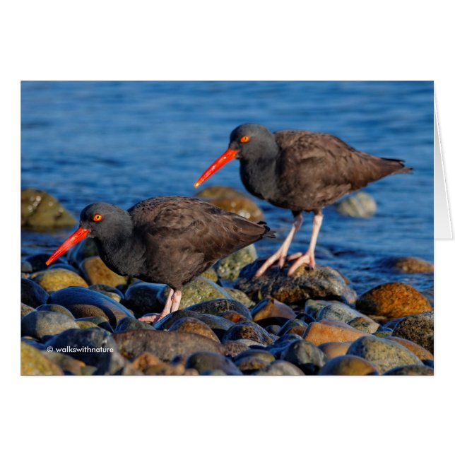 Black Oystercatcher See, Black Oystercatcher Do (Anverso (Horizontal))