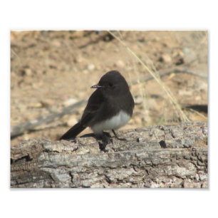 Black Phoebe Personalizado 10" x 8" Foto Ampliació