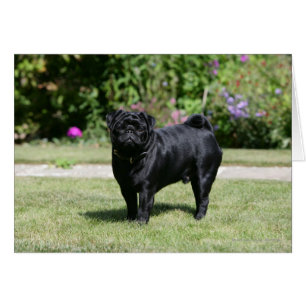 Black Pug de pie mirando la cámara