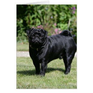 Black Pug de pie mirando la cámara