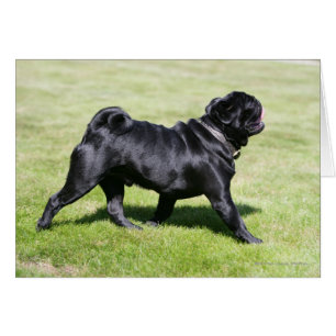 Black Pug Panting Mientras Camina