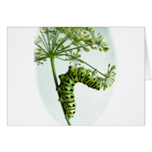 Black Swallowtail Caterpillar parsante
