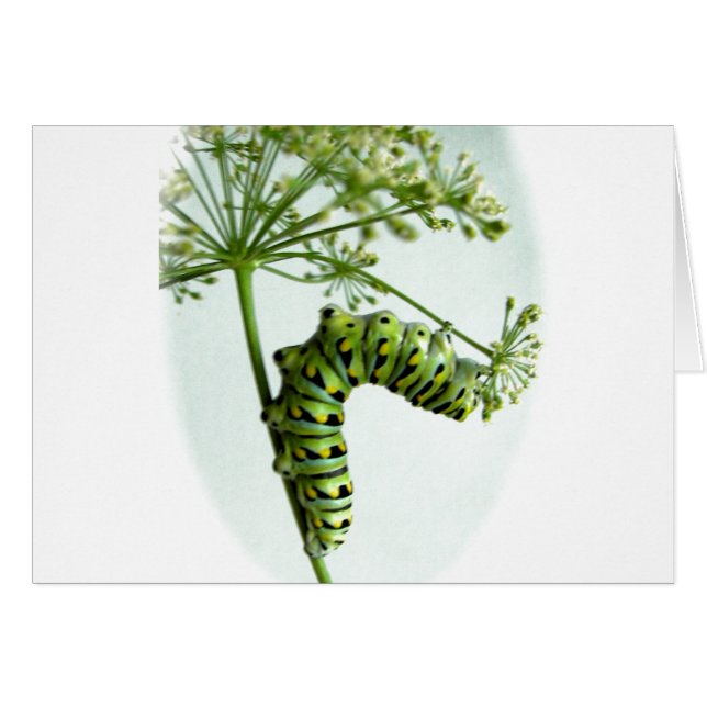 Black Swallowtail Caterpillar parsante (Anverso (Horizontal))