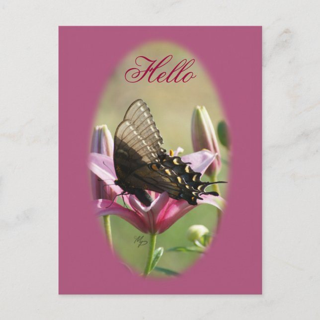 Black Swallowtail en la postal Lily Blank (Anverso)