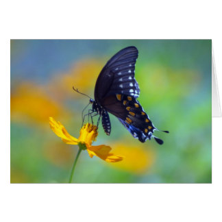 Black Swallowtail oriental