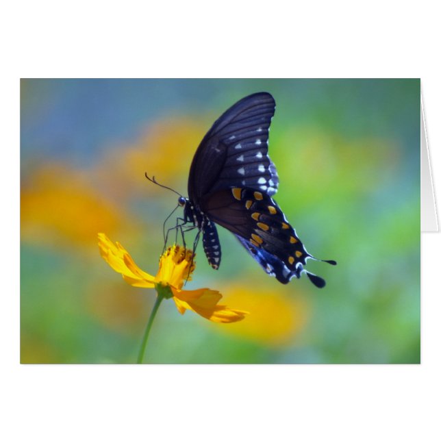Black Swallowtail oriental (Anverso (Horizontal))