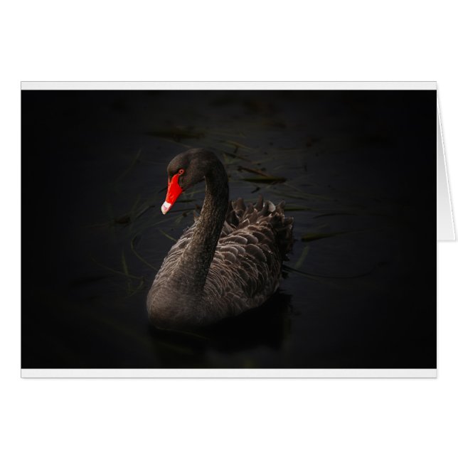 Black Swan (Anverso (Horizontal))