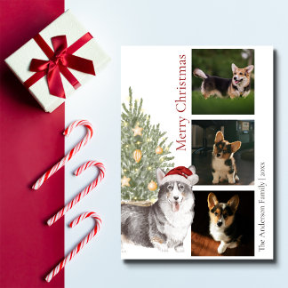 Black Tan White Corgi Mascota de Navidad Perro fot