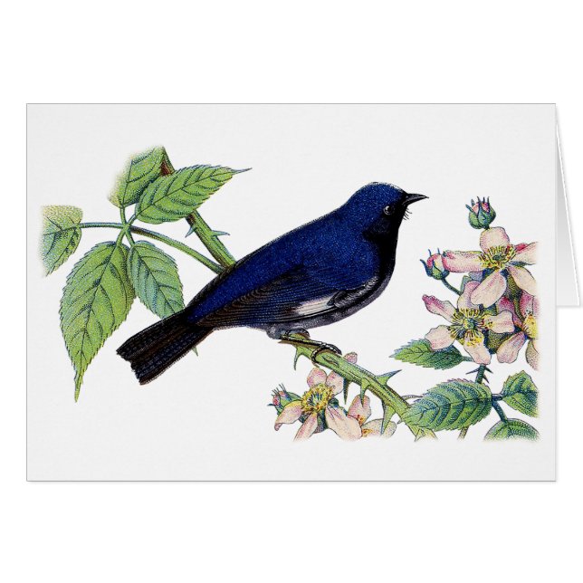 Black Throated Blue Warbler Bird Thank You Card (Anverso (Horizontal))