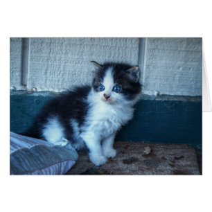 Black + White Kitten