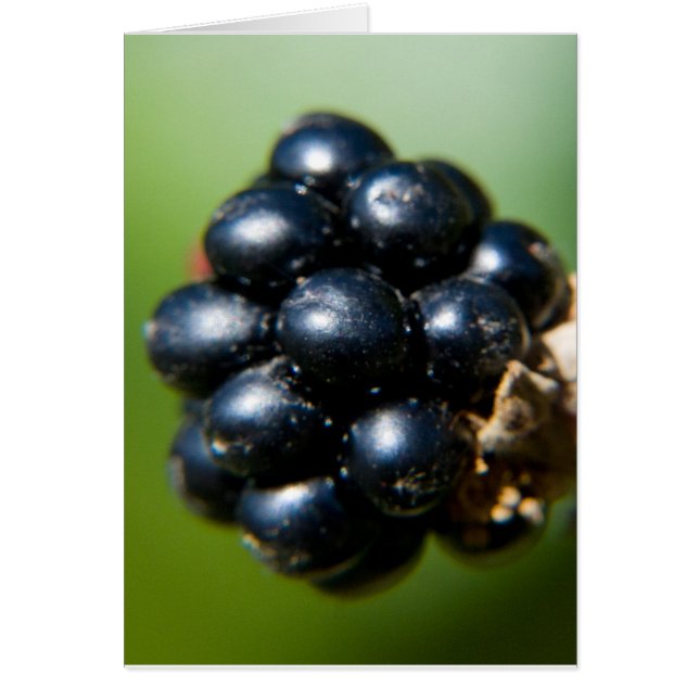 Blackberries (Frente)