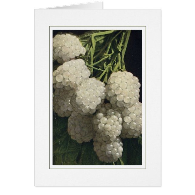 Blackberry blanco (Frente)