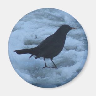 Blackbird en el imán helado