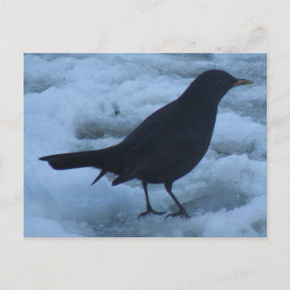 Blackbird en la tarjeta postal de hielo
