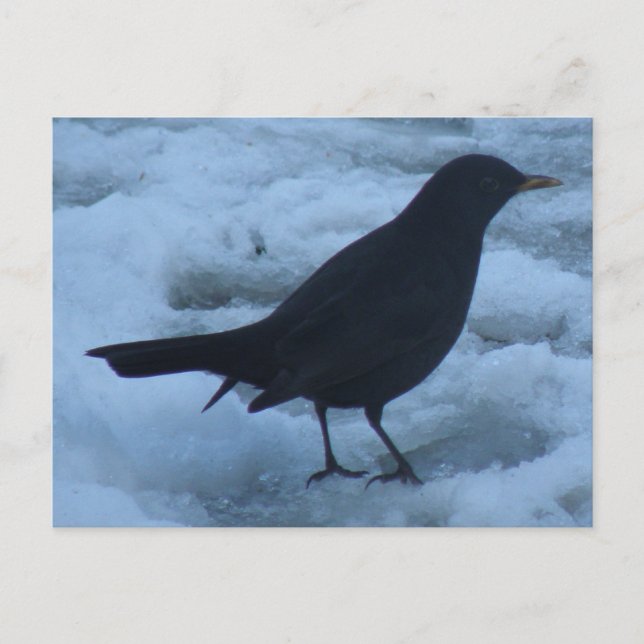 Blackbird en la tarjeta postal de hielo (Anverso)