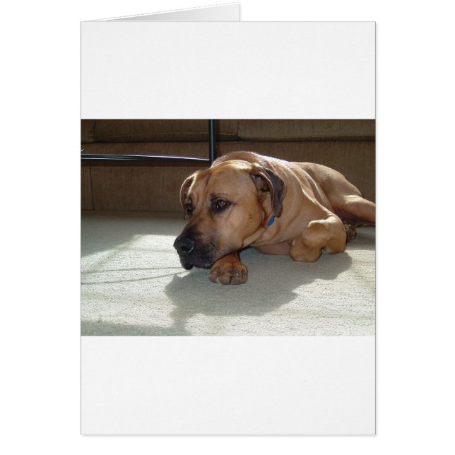 blackmouth cur acostado (Frente)