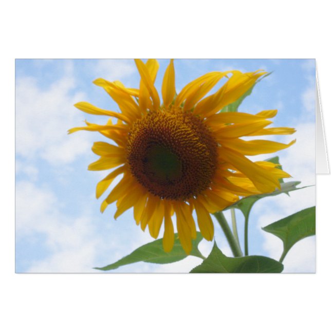 Blanc Inside Sunflower (Anverso (Horizontal))