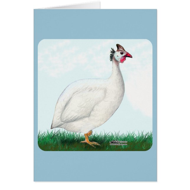 Blanco de Guinea (Frente)