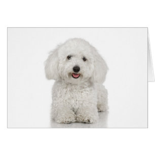 Blanco de perro maltés