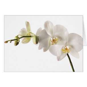 Blanco Dendrobio Orquídea Flora Orquídea Flora Bla