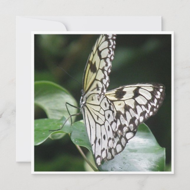 Blanco e invitación coa alas negro de la mariposa (Anverso)