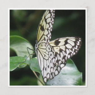 Blanco e invitación coa alas negro de la mariposa