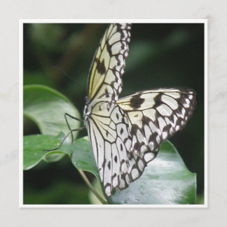 Blanco e invitación coa alas negro de la mariposa