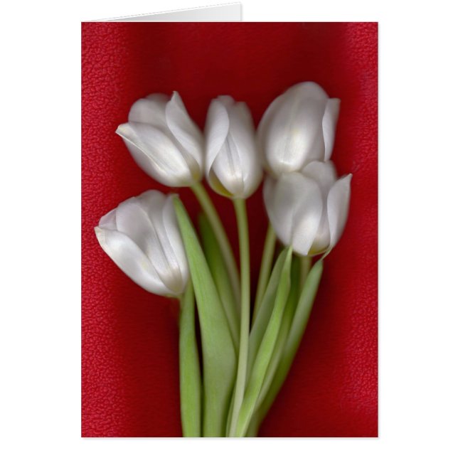 Blanco en rojo (Frente)