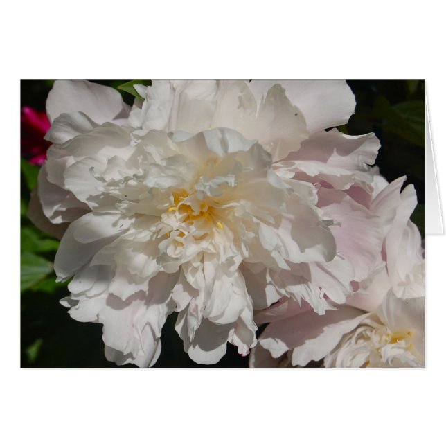 Blanco en rosa (Anverso (Horizontal))