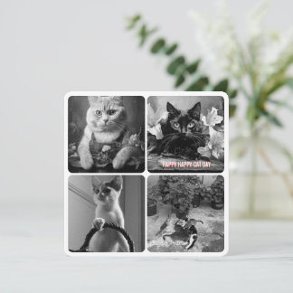 blanco negro de los días del gato