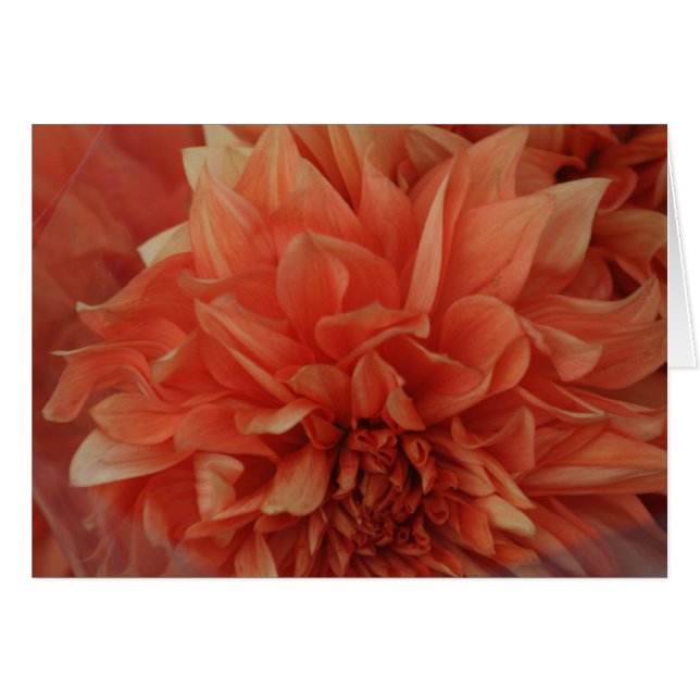 *Blank rojo de la tarjeta de la flor (Anverso (Horizontal))