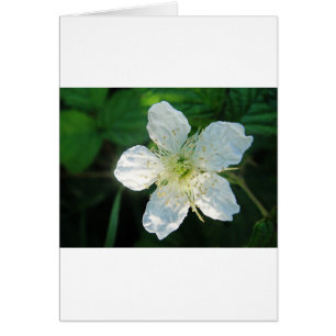 Blanquea Brombeerblüte