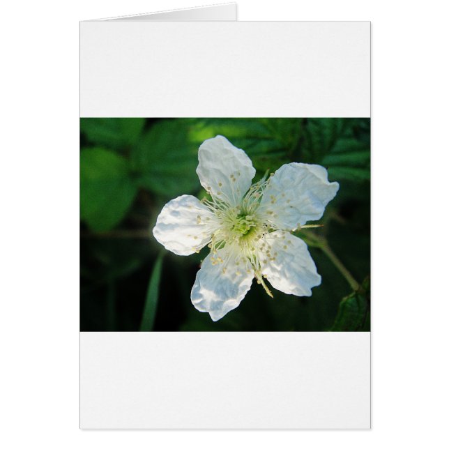 Blanquea Brombeerblüte (Frente)