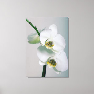 Blanquea orquídeas representación de lienzo