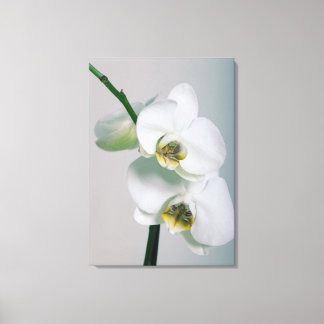 Blanquea orquídeas representación de lienzo