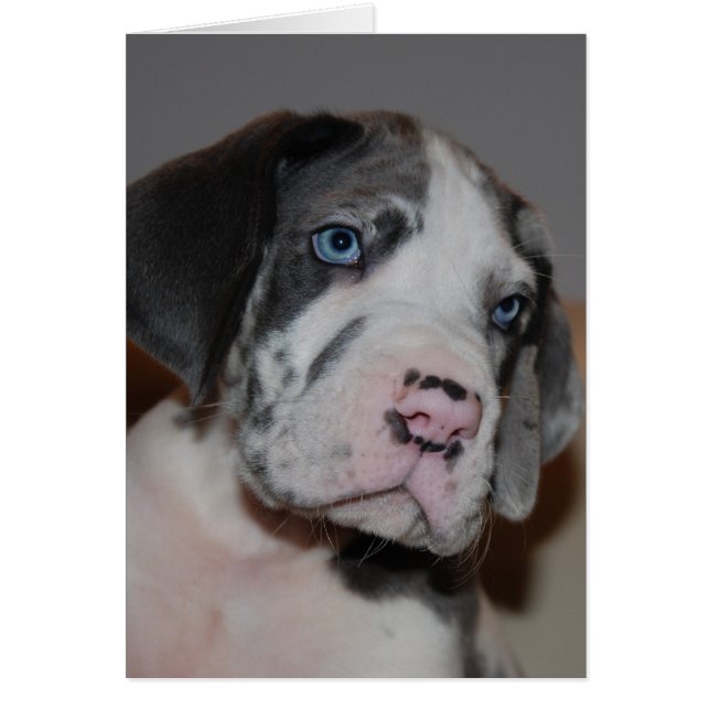 Blaue Augen Doggenwelpe (Frente)