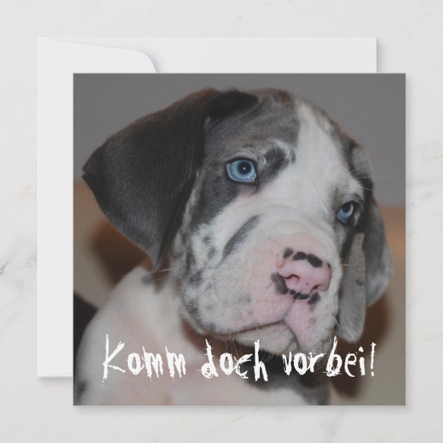 Blaue Augen Doggenwelpe (Anverso)