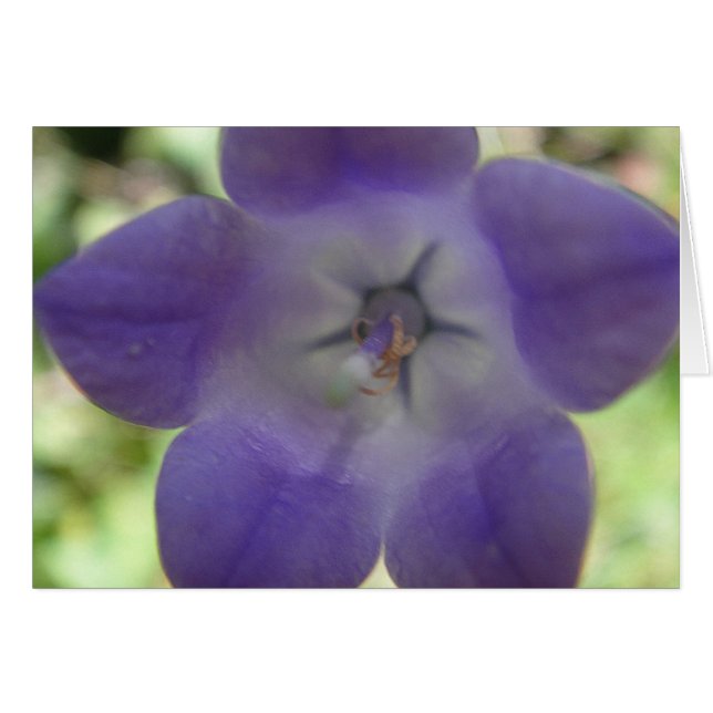 Blaue Glockenblume, Grusskarte (Anverso (Horizontal))