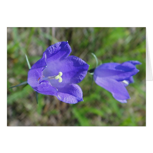 Blaues Glockenblumenpaar, Grusskarte, blanko (Anverso (Horizontal))