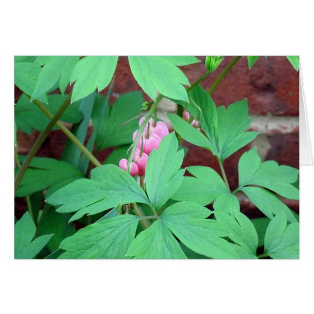 Bleeding Hearts Family (Anverso (Horizontal))