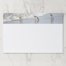 Bloc De Hojas Aves de playa en la gran almohadilla para dejar la