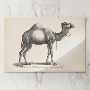 Bloc De Hojas Brodtmann Dromedary Camel Sketch