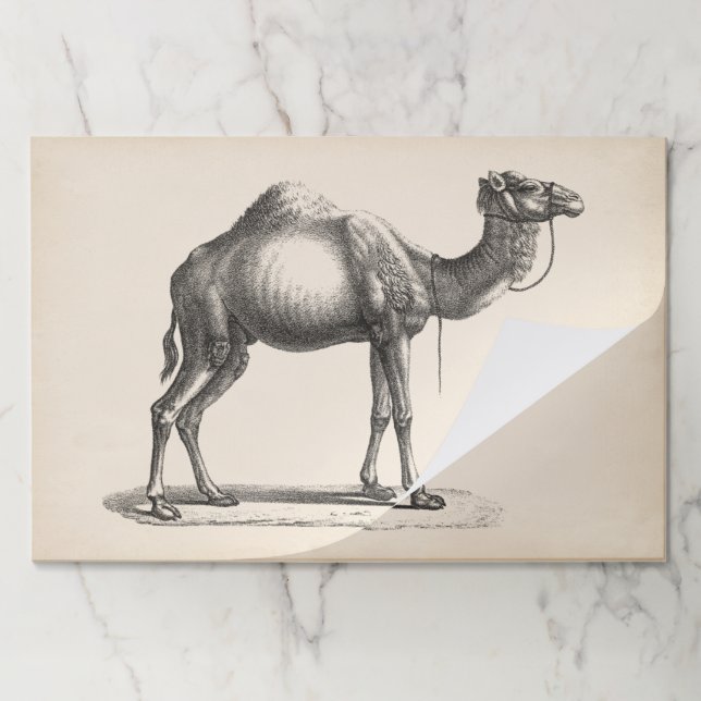 Bloc De Hojas Brodtmann Dromedary Camel Sketch (Plegada)