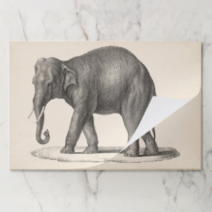 Bloc De Hojas Brodtmann Elephant Sketch