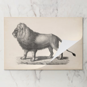 Bloc De Hojas Brodtmann Lion Sketch