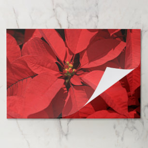 Bloc De Hojas Placemáticas de papel de Navidades de Poinsettia