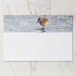 Bloc De Hojas Sandpiper Bird Photo Stationery Large Note Pad